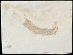 Fossil Mantis Shrimp (Sculda syriaca) - Lebanon #43552-1